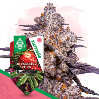 Strawberry Cough (Zamnesia Seeds) feminizada