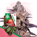 Strawberry Cough (Zamnesia Seeds) feminizada
