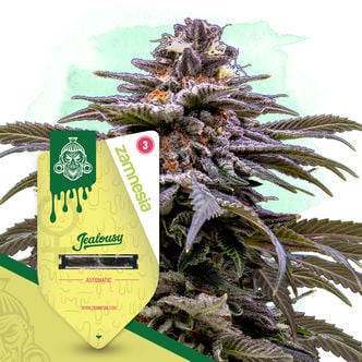 Jealousy Automatic (Zamnesia Seeds) Feminizada