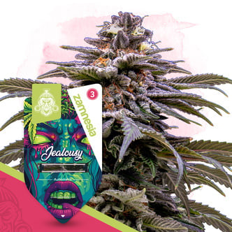 Jealousy Auto (Zamnesia Seeds) Feminizada