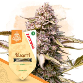 Biscotti Automatic (Zamnesia Seeds) feminizada