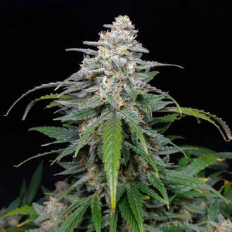 Biscotti Auto (Zamnesia Seeds) feminizada