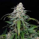 Biscotti Automatic (Zamnesia Seeds) feminizada