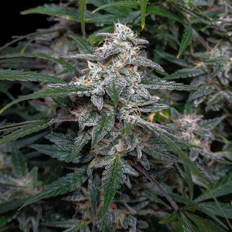Biscotti Auto (Zamnesia Seeds) feminizada