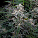 Biscotti Automatic (Zamnesia Seeds) feminizada