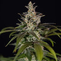 Black Orchid Automatic (Zamnesia Seeds) feminizada