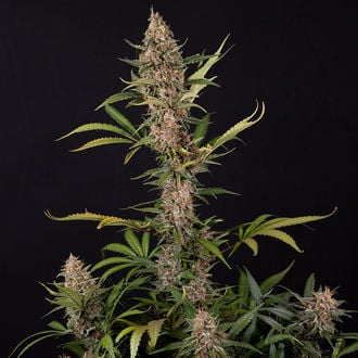 Black Orchid Auto (Zamnesia Seeds) feminizada