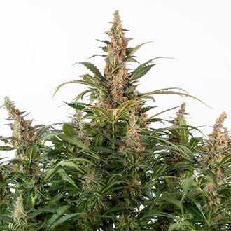 Black Orchid Auto (Zamnesia Seeds) feminizada