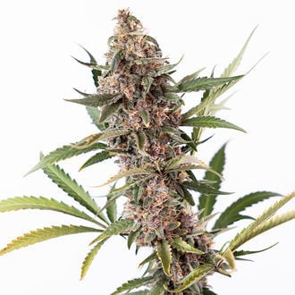 Black Orchid Auto (Zamnesia Seeds) feminizada
