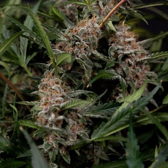 Black Orchid Auto (Zamnesia Seeds) feminizada