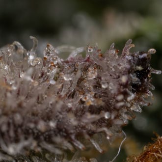 Black Orchid Auto (Zamnesia Seeds) feminizada