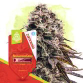 Strawberry Cough Automatic (Zamnesia Seeds) feminizada