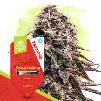 Strawberry Cough Automatic (Zamnesia Seeds) feminizada