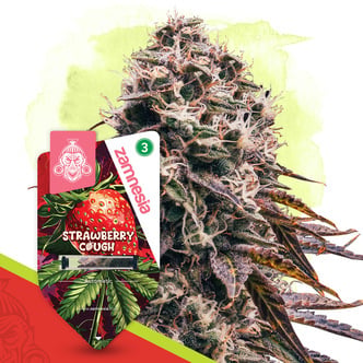 Strawberry Cough Auto (Zamnesia Seeds) feminizada