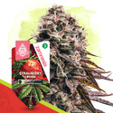 Strawberry Cough Auto (Zamnesia Seeds) feminizada