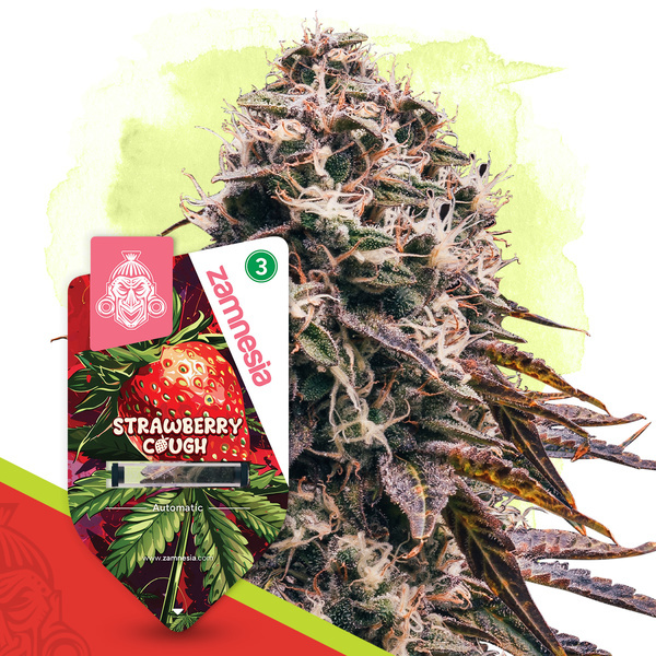 Strawberry Cough Auto (Zamnesia Seeds) feminizada