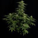 Epsilon F1 Automatic (Royal Queen Seeds) feminizada