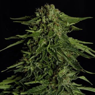 Epsilon F1 Auto (Royal Queen Seeds) feminizada