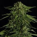 Epsilon F1 Automatic (Royal Queen Seeds) feminizada