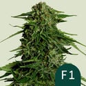 Epsilon F1 Automatic (Royal Queen Seeds) feminizada