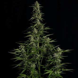 Medusa F1 Auto (Royal Queen Seeds) feminizada