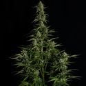 Medusa F1 Automatic (Royal Queen Seeds) feminizada