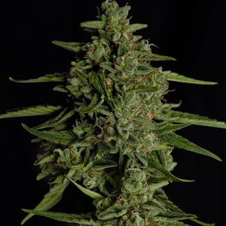 Medusa F1 Auto (Royal Queen Seeds) feminizada