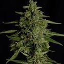 Medusa F1 Automatic (Royal Queen Seeds) feminizada