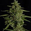 Medusa F1 Automatic (Royal Queen Seeds) feminizada