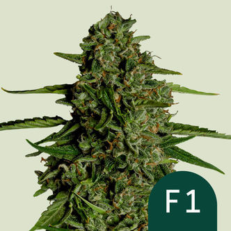 Medusa F1 Automatic (Royal Queen Seeds) feminizada