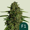 Medusa F1 Automatic (Royal Queen Seeds) feminizada