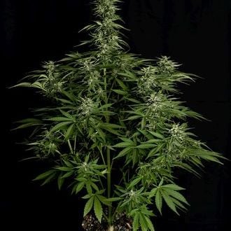 Hyperion F1 Auto (Royal Queen Seeds) feminizada