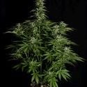 Hyperion F1 Automatic (Royal Queen Seeds) feminizada