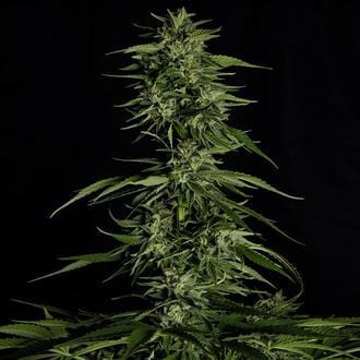Hyperion F1 Auto (Royal Queen Seeds) feminizada