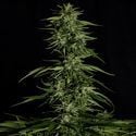 Hyperion F1 Automatic (Royal Queen Seeds) feminizada