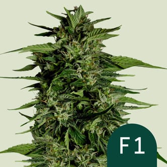 Hyperion F1 Automatic (Royal Queen Seeds) feminizada