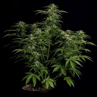 Apollo F1 Auto (Royal Queen Seeds) feminizada