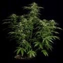 Apollo F1 Automatic (Royal Queen Seeds) feminizada