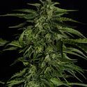 Apollo F1 Automatic (Royal Queen Seeds) feminizada