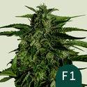 Apollo F1 Automatic (Royal Queen Seeds) feminizada