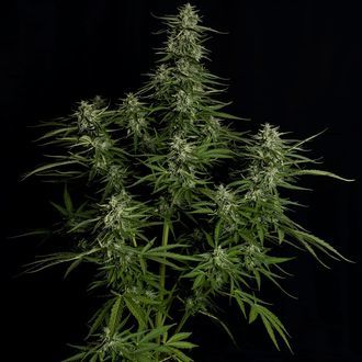 Titan F1 Auto (Royal Queen Seeds) feminizada