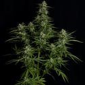 Titan F1 Automatic (Royal Queen Seeds) feminizada