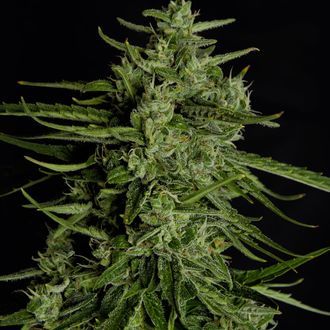 Titan F1 Auto (Royal Queen Seeds) feminizada