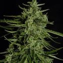 Titan F1 Automatic (Royal Queen Seeds) feminizada