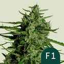 Titan F1 Automatic (Royal Queen Seeds) feminizada