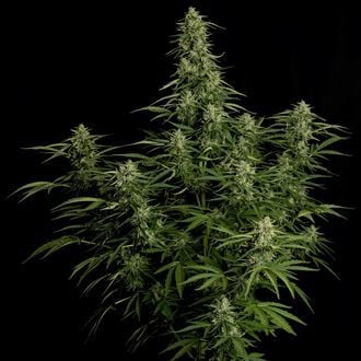 Milky Way F1 Auto (Royal Queen Seeds) feminizada