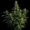 Milky Way F1 Automatic (Royal Queen Seeds) feminizada