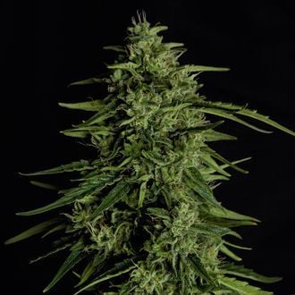Milky Way F1 Auto (Royal Queen Seeds) feminizada
