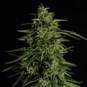 Milky Way F1 Automatic (Royal Queen Seeds) feminizada