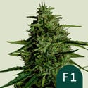 Milky Way F1 Automatic (Royal Queen Seeds) feminizada